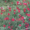 KınalıKuzum
