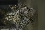 Lionfish-_beautiful_but_deadly_(16258284247).webp