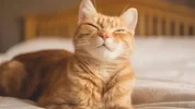 Üzerine kedi düştü, 50 bin lira tazminat aldı