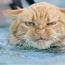 Şizofren Kedi