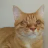 feridowich