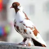 Yüzgül