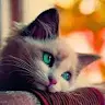 mehmet_alin
