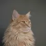 hunternetec