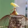 Pardus